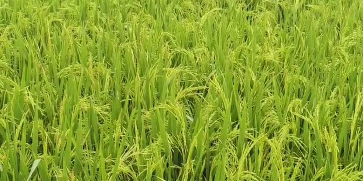 Kharif standing crops are at high risk due to montha cyclone