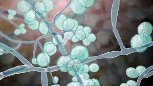 Candida Auris