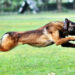 heroic dog pilot died fighting a tiger to save his owner in nainital, uttarakhand. the incident went viral.