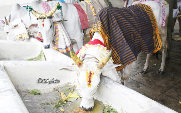 Tirupati to host Gopuja Mahotsavam at SV Gosala on Jan 16 with special pujas, rituals, cultural programmes and prasadam.