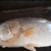 a rare 24 kg pandugappa fish was caught in the godavari near kakinada and sold for a huge price of rs 16,000