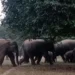 Elephant herd damages crops in Yallampalli village at night