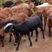 medchal police bust illegal sheep blood racket as experts explain real medical use in antivenom and lab tests.