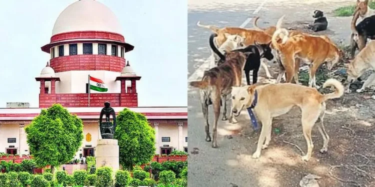 supreme court warns states of heavy fines and compensation for every stray dog bite amid rising attacks nationwide.