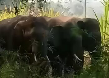Wild elephants roaming streets of Chittoor city