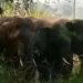 Wild elephants roaming streets of Chittoor city