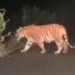 Tiger spotted near national highway in East Godavari district
