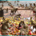 Monkeys create panic in Valmidi village of Jangaon district