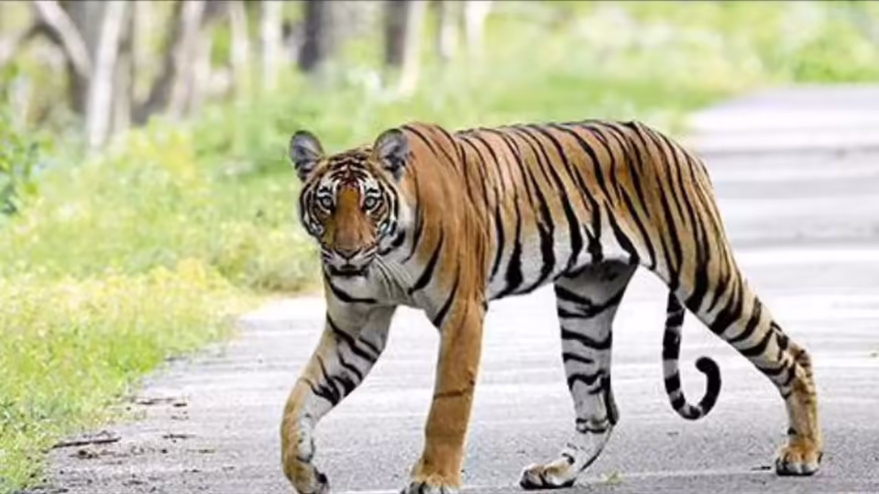 Tiger Sighting Sparks Fear in Telugu States