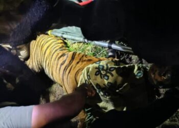 Forest officials capturing a big tiger in East Godavari village