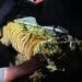Forest officials capturing a big tiger in East Godavari village