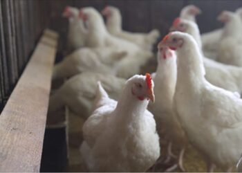 Bird flu outbreak in Chittoor poultry farms