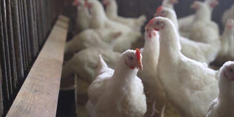 Bird flu outbreak in Chittoor poultry farms
