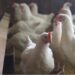 Bird flu outbreak in Chittoor poultry farms