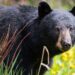 Forest officials conducting search after bear attack in Railway Koduru village