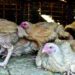 Chicken prices drop in local markets bringing relief to consumers