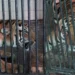 Forest officials capturing tiger in East Godavari district