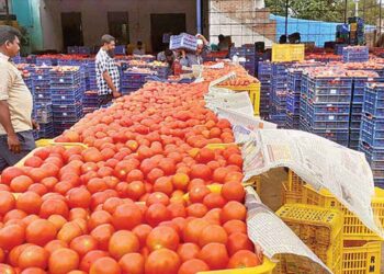 Tomato farmers in the Telugu states face heavy losses as prices crash to single digits, triggering distress in Krishna district.