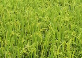 Kharif standing crops are at high risk due to montha cyclone