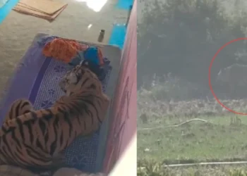 Bandhavgarh Tiger Attack: Youth Injured, Tiger Enters House