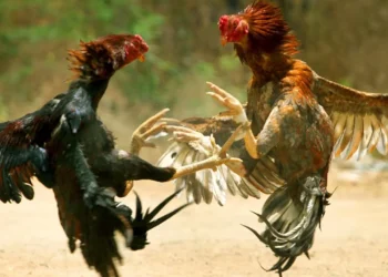 know how cockfighting started in konaseema and godavari districts and why it remains a deeply rooted sankranthi tradition even today