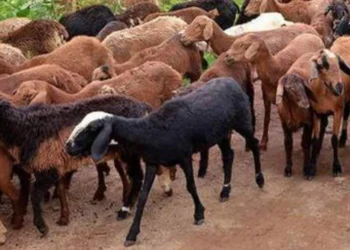 medchal police bust illegal sheep blood racket as experts explain real medical use in antivenom and lab tests.