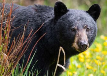 Forest officials conducting search after bear attack in Railway Koduru village
