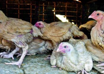 Chicken prices drop in local markets bringing relief to consumers